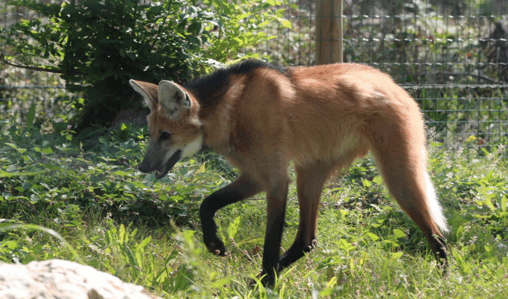 © Victor Lahcen - Nature et Zoo