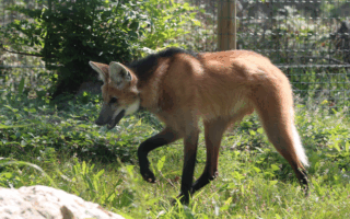 © Victor Lahcen - Nature et Zoo