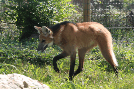 © Victor Lahcen - Nature et Zoo