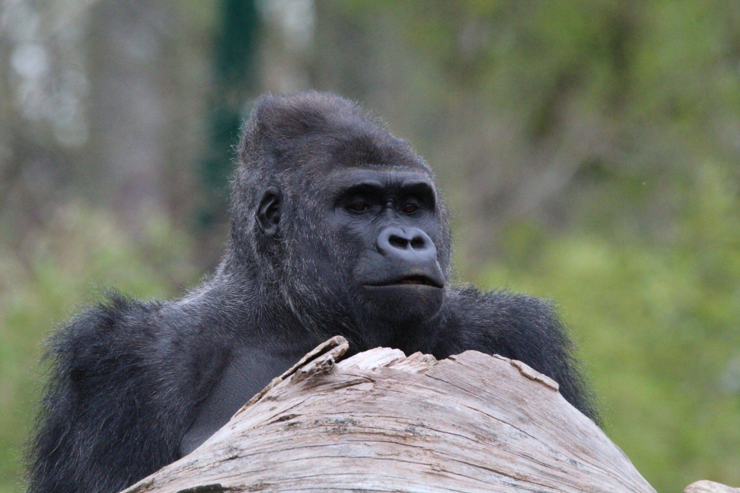 © Victor Lahcen - Nature et Zoo