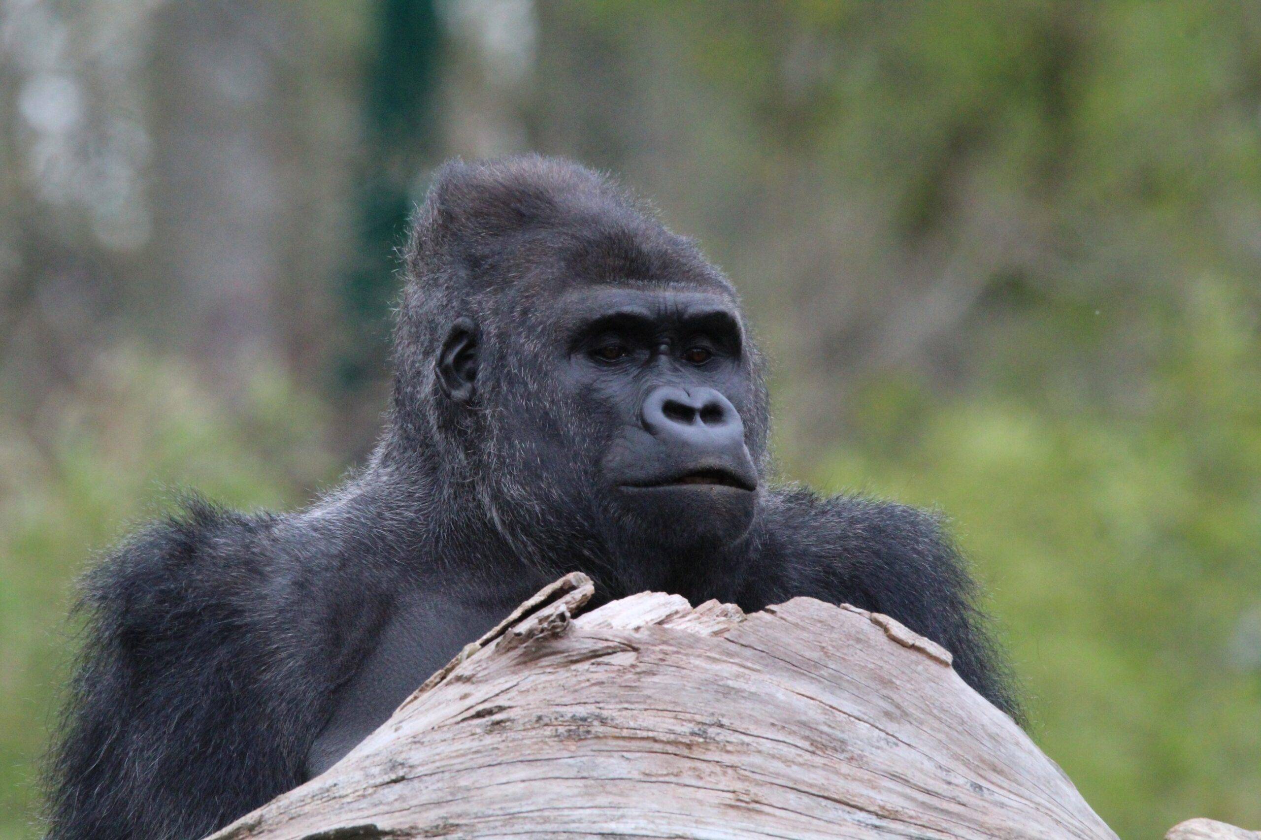 © Victor Lahcen - Nature et Zoo