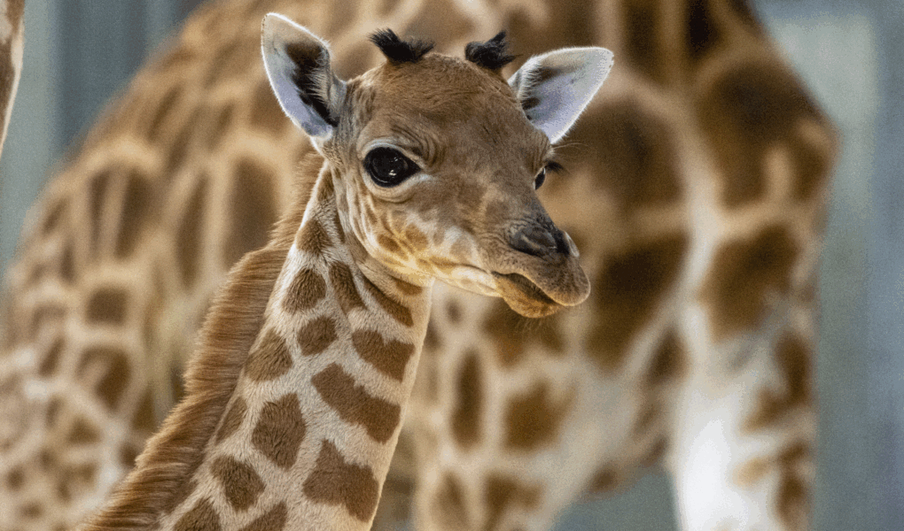 © MNHN - M. Descombes