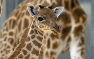 © MNHN - M. Descombes