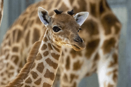 © MNHN - M. Descombes