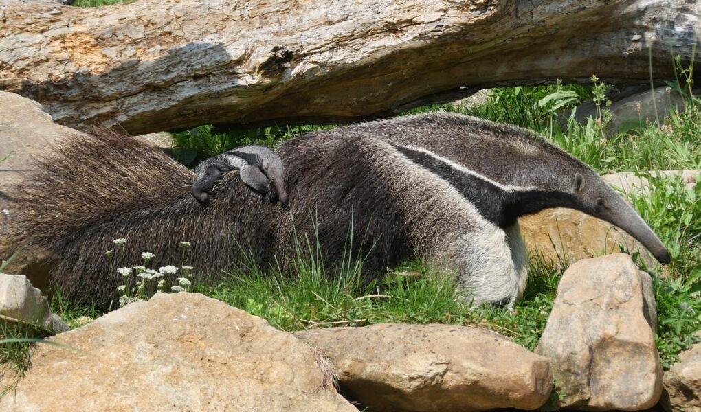 © Laëtitia Lassalle - Biotropica