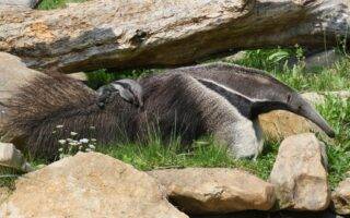 © Laëtitia Lassalle - Biotropica