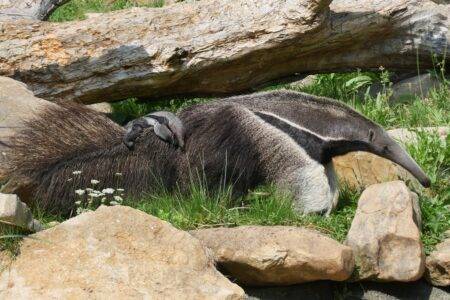 © Laëtitia Lassalle - Biotropica