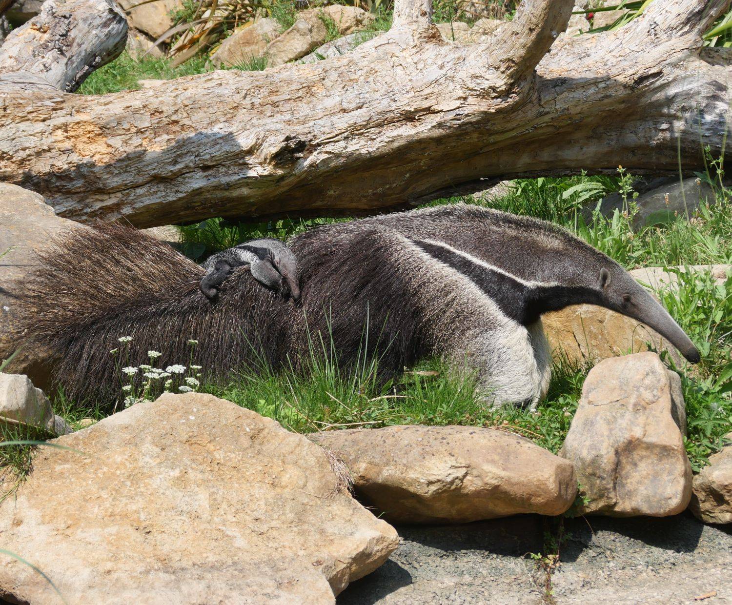 © Laëtitia Lassalle - Biotropica