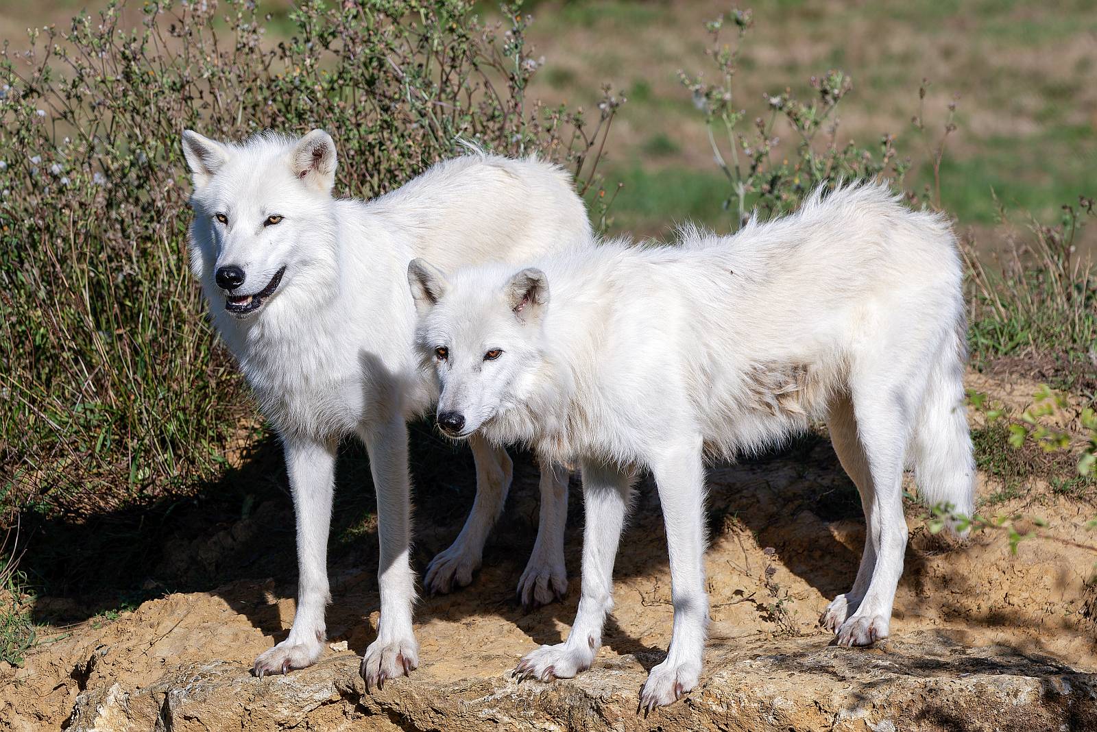 © Monique Mollicone - Lumigny Safari Reserve