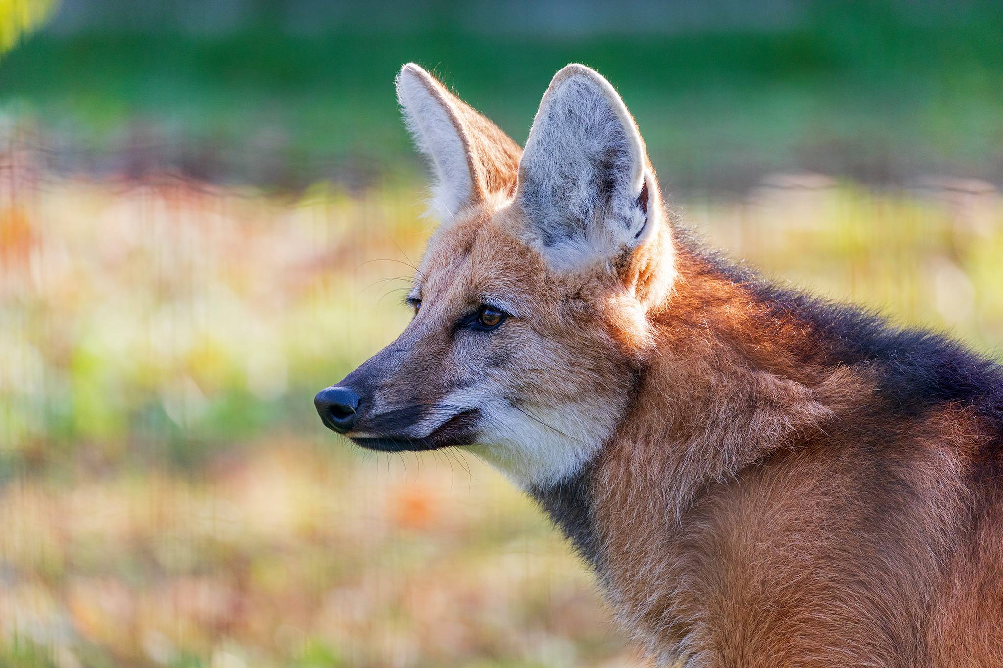 © Laurent Lebobe - Lumigny Safari Reserve