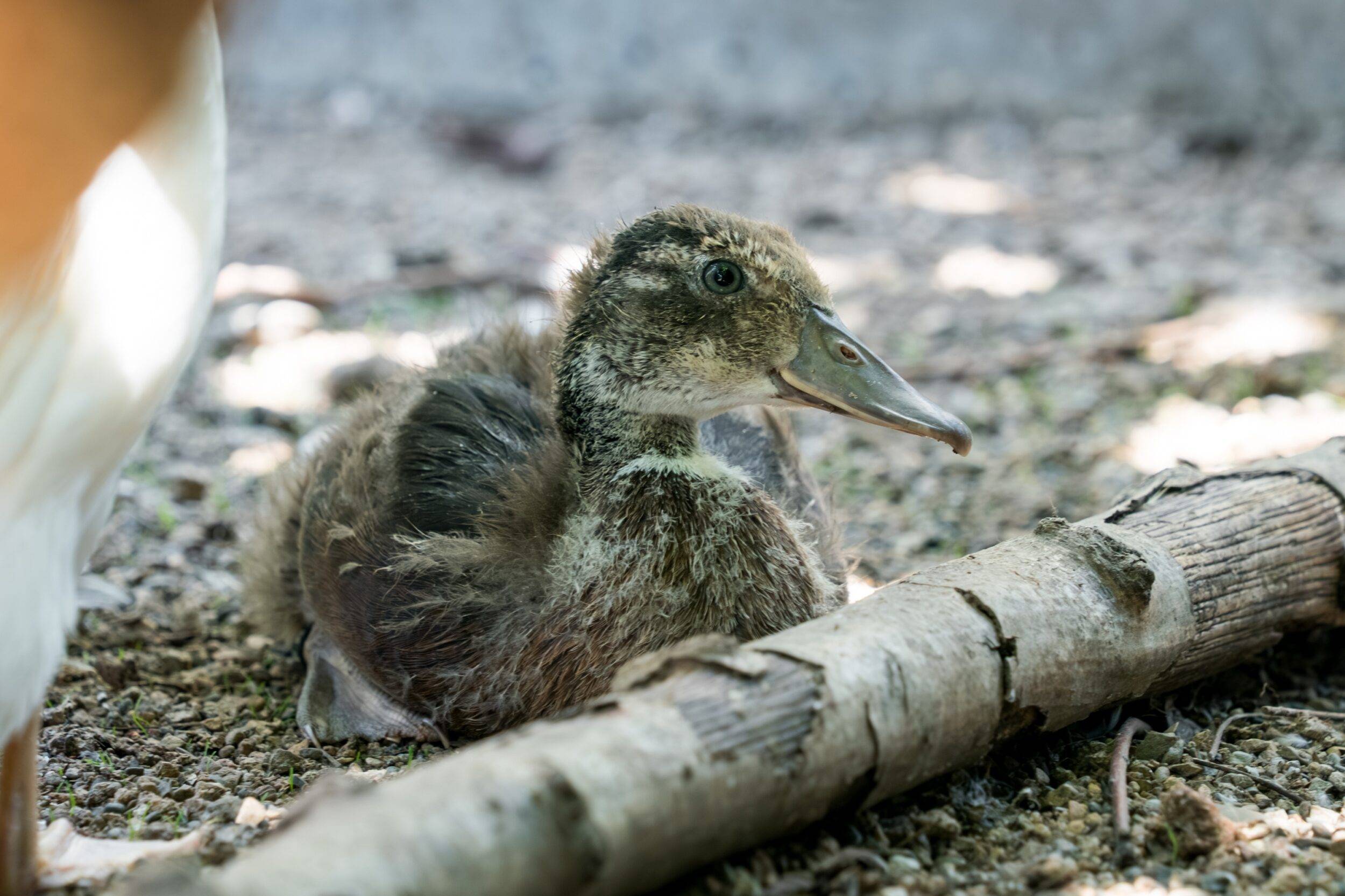 Mulhouse Alsace Agglomération - m2A/MN
