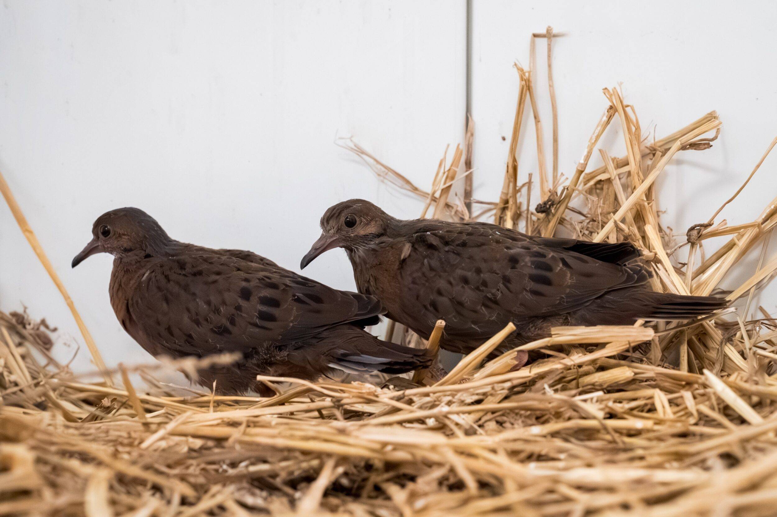 Mulhouse Alsace Agglomération - m2A/MN