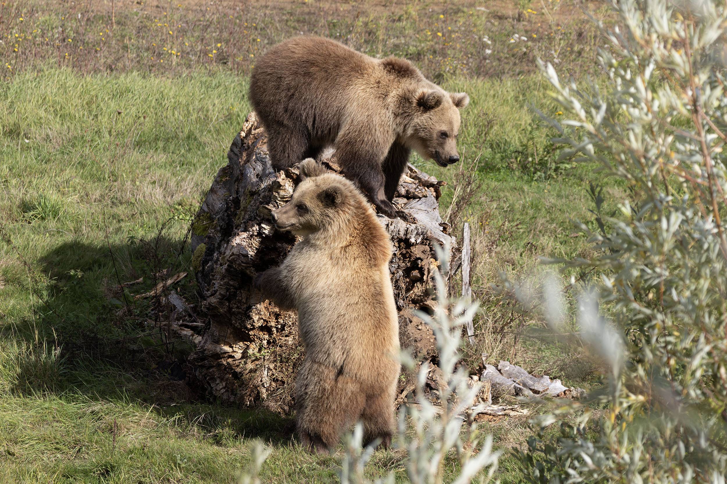 © Christelle Courtot - Lumigny Safari Reserve