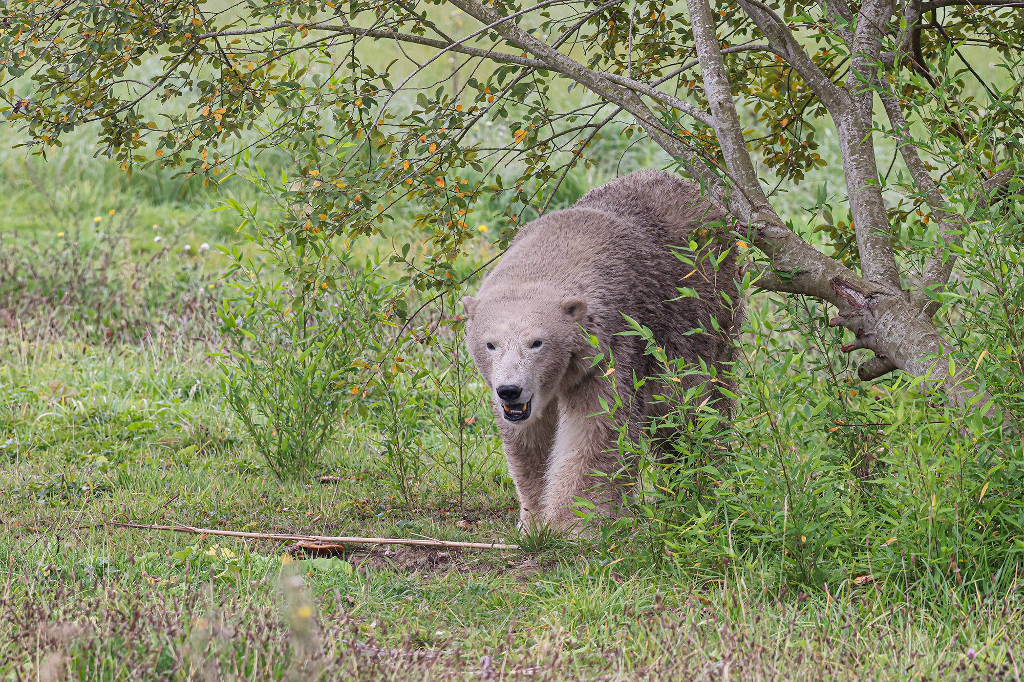 © Cécile Garans - Lumigny Safari Reserve