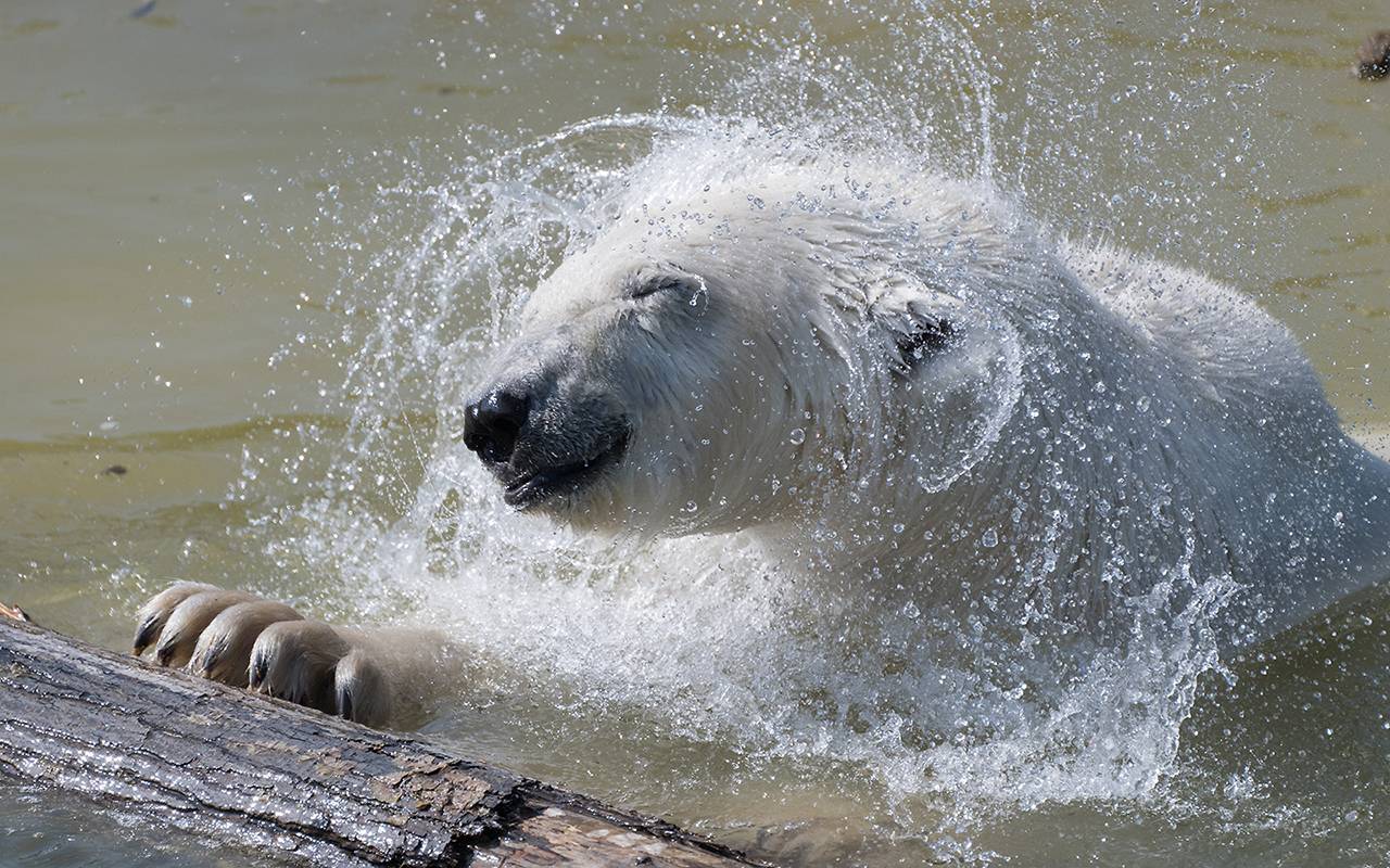 © Eric Favereau - Lumigny Safari Reserve
