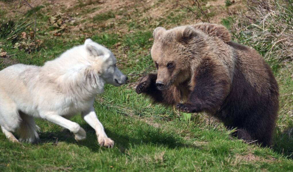 © Rozenn Izel - Lumigny Safari Reserve