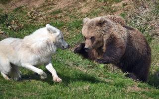 © Rozenn Izel - Lumigny Safari Reserve
