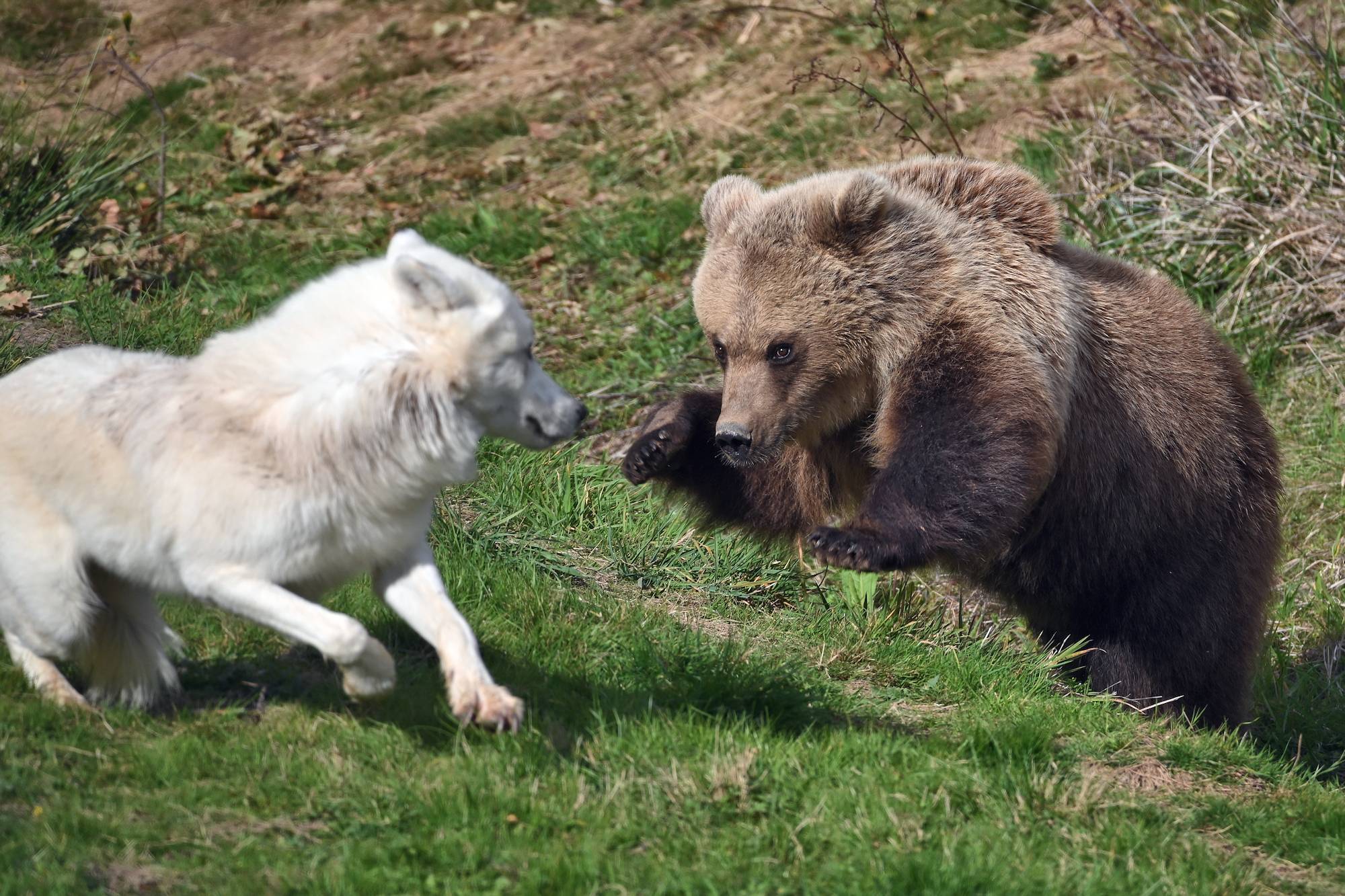 © Rozenn Izel - Lumigny Safari Reserve