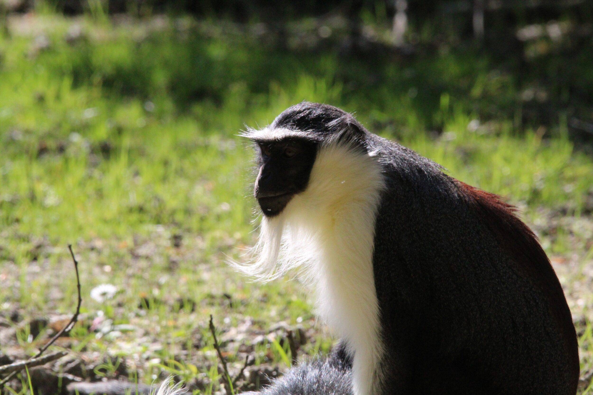 © Victor Lahcen - Nature et Zoo