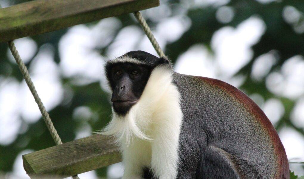 © Victor Lahcen - Nature et Zoo