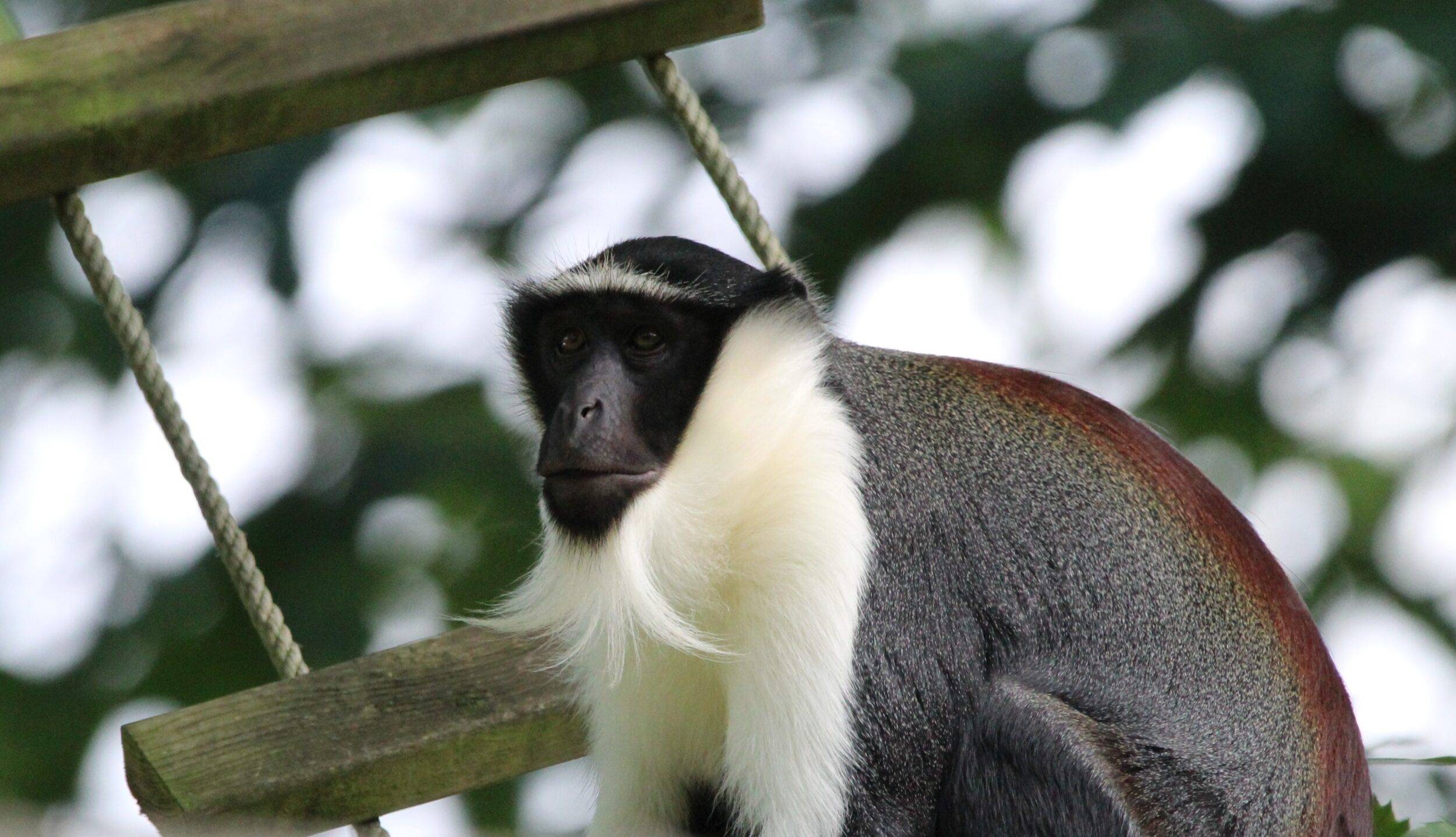 © Victor Lahcen - Nature et Zoo