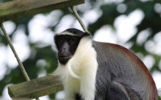 © Victor Lahcen - Nature et Zoo