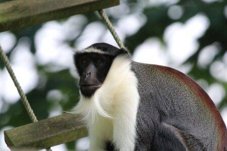 © Victor Lahcen - Nature et Zoo