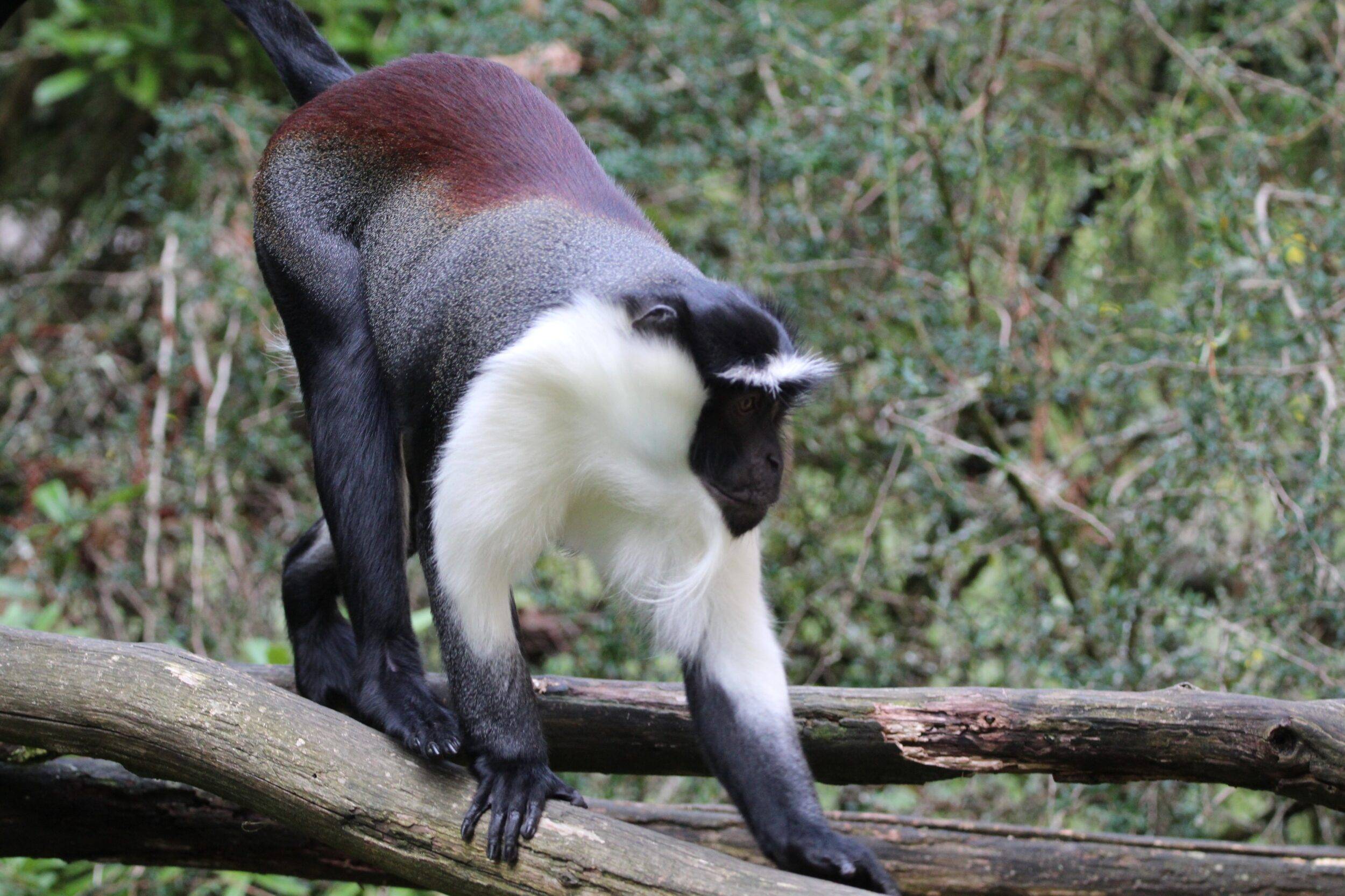 © Victor Lahcen - Nature et Zoo