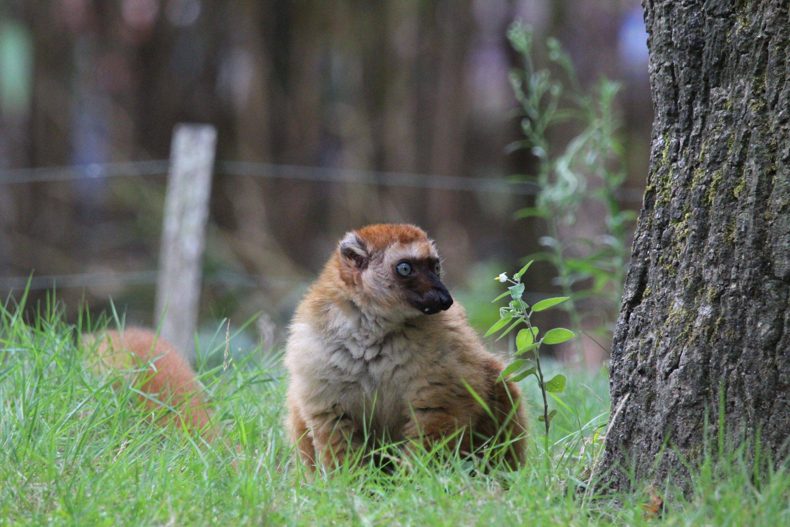 © Victor Lahcen - Nature et Zoo