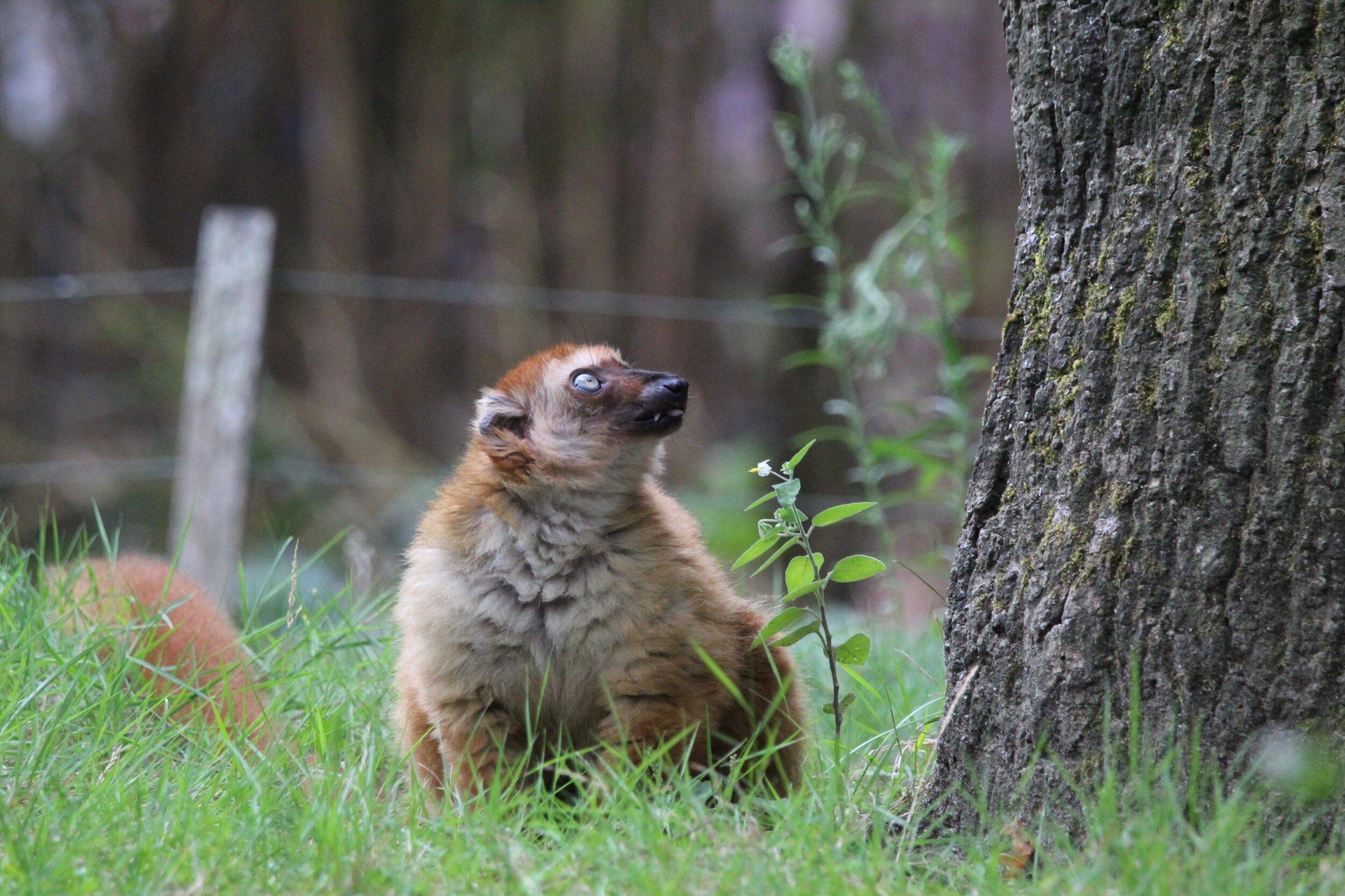 © Victor Lahcen - Nature et Zoo