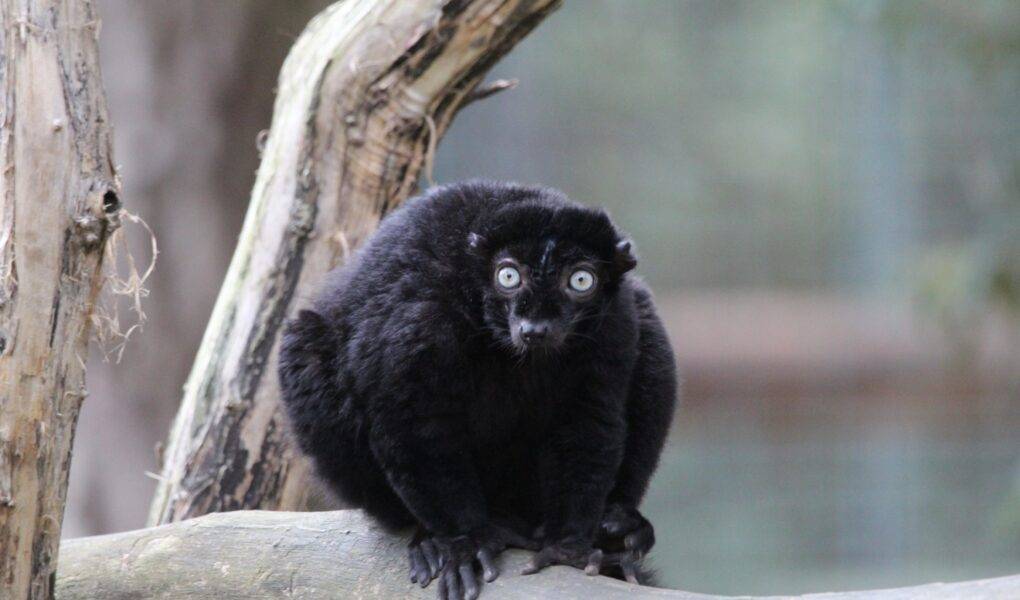 © Victor Lahcen - Nature et Zoo