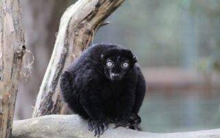 © Victor Lahcen - Nature et Zoo