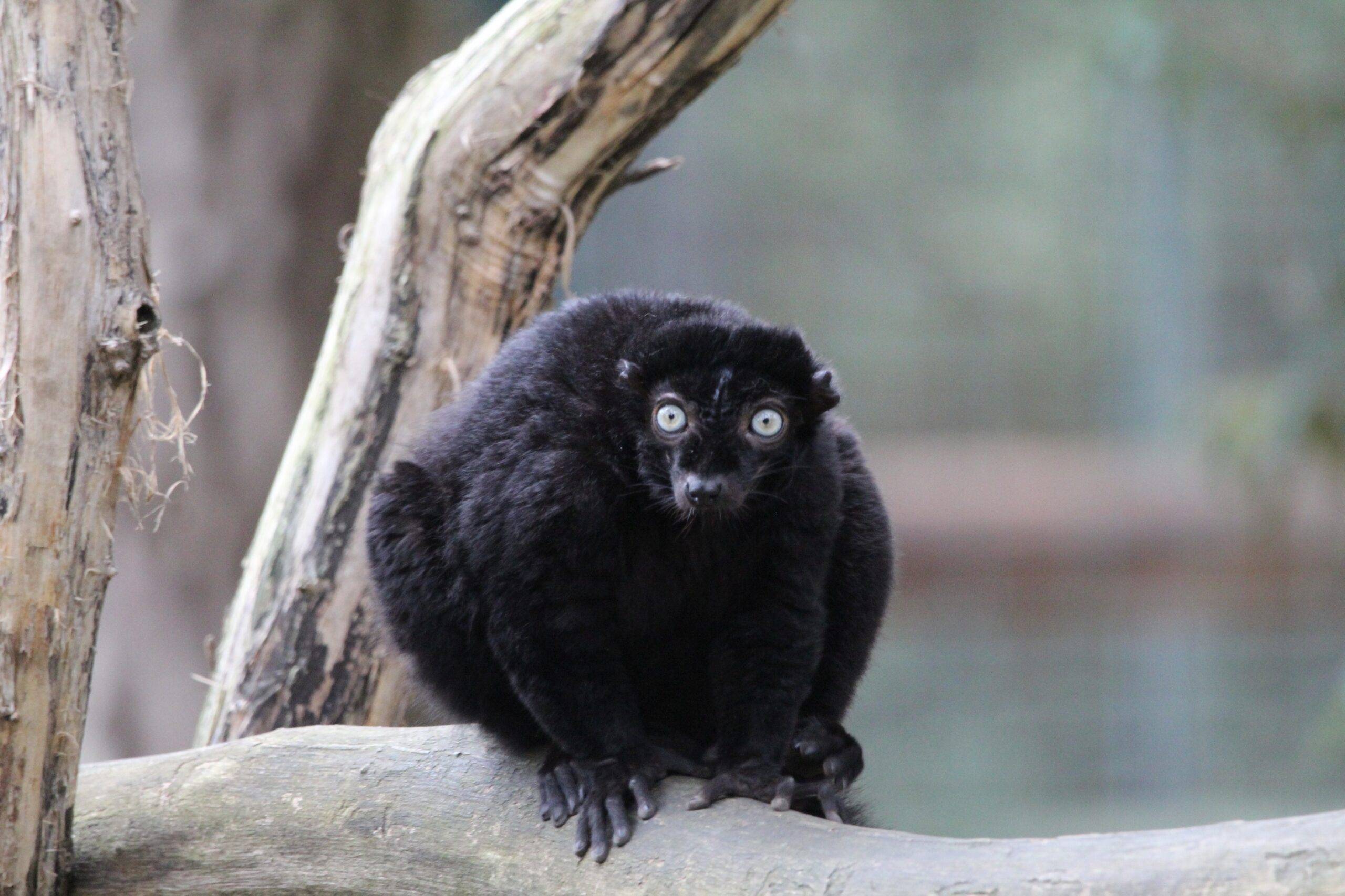 Les efforts européens pour la conservation de primates menacés (1/2) : le cercopithèque Roloway