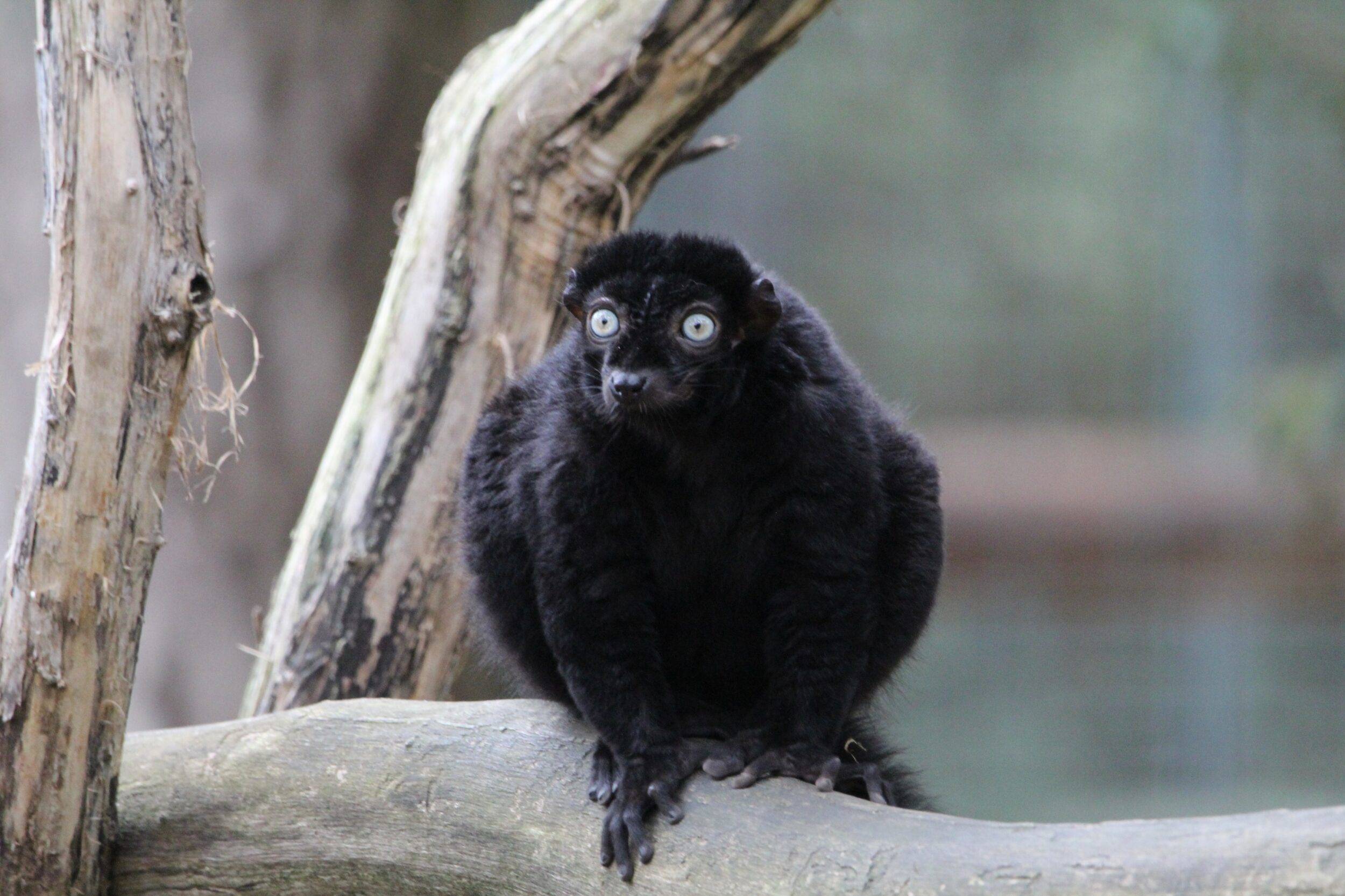 © Victor Lahcen - Nature et Zoo