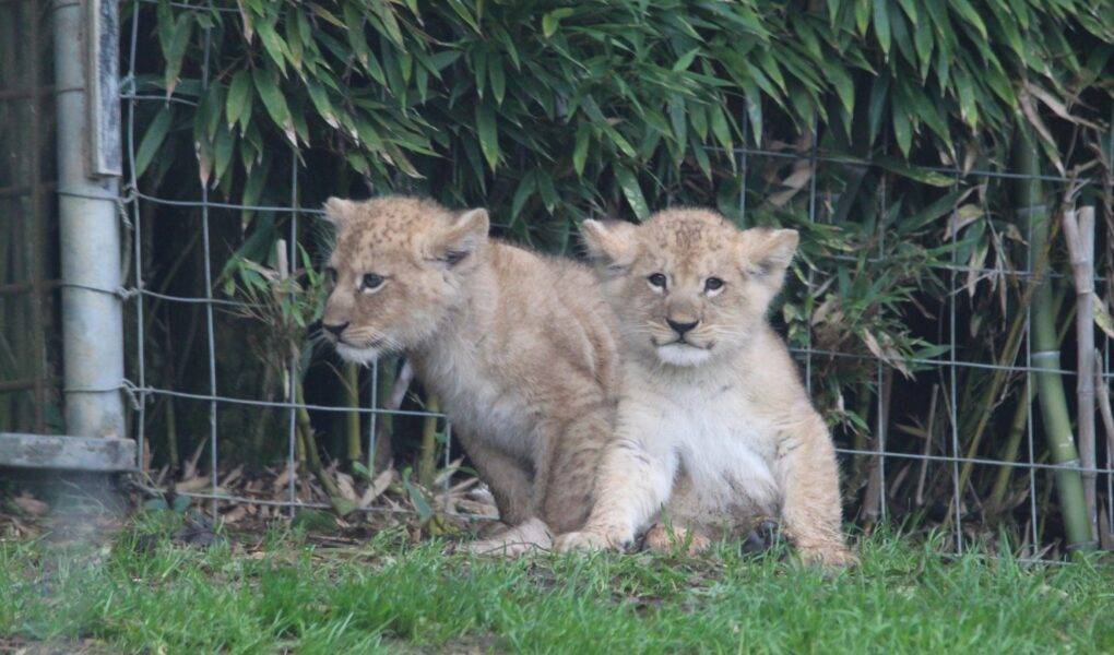 © Victor Lahcen - Nature et Zoo