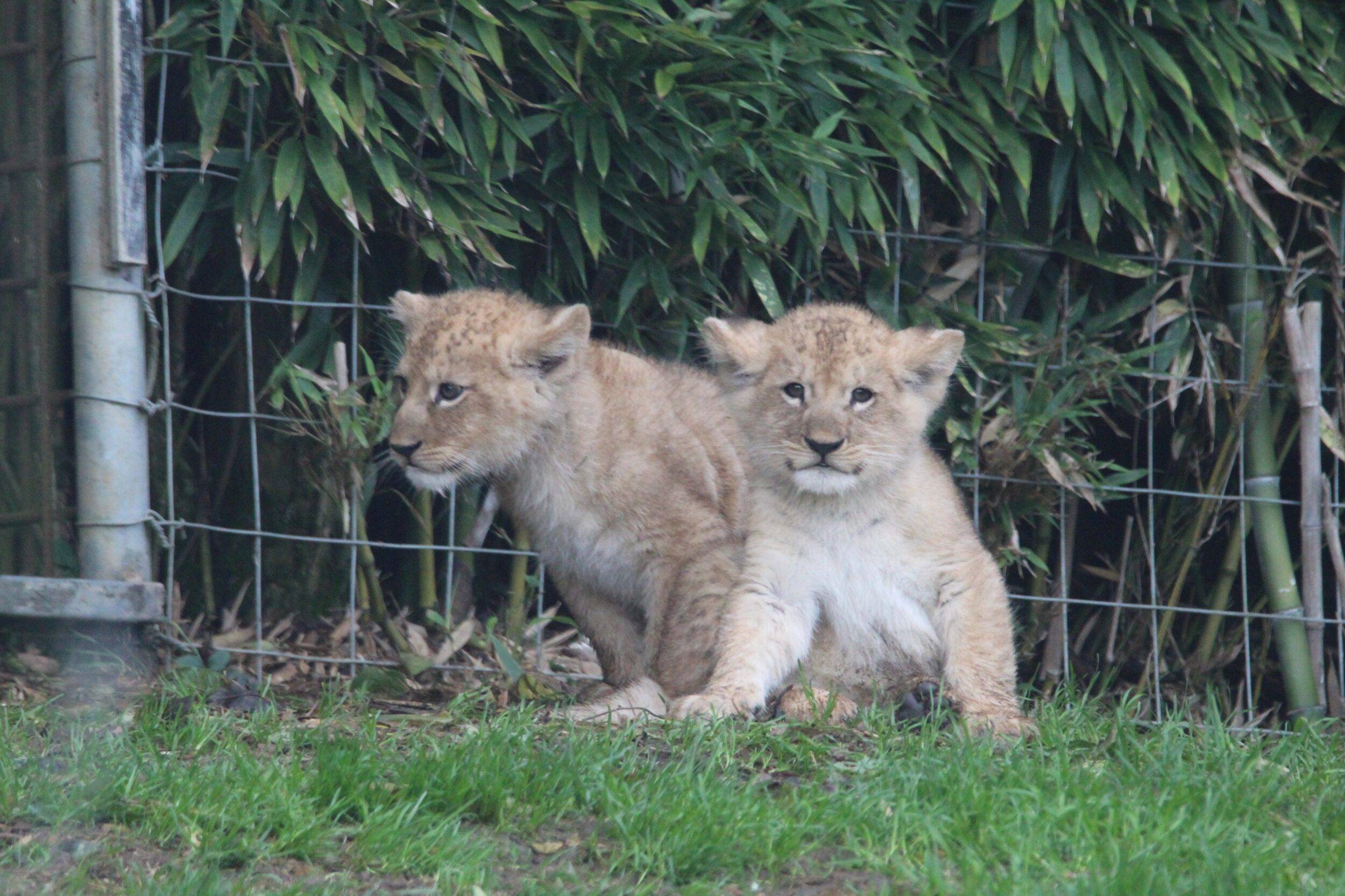 © Victor Lahcen - Nature et Zoo