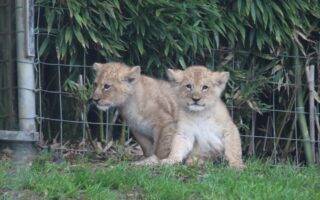 © Victor Lahcen - Nature et Zoo