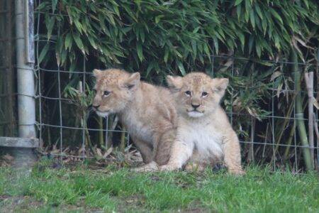 © Victor Lahcen - Nature et Zoo