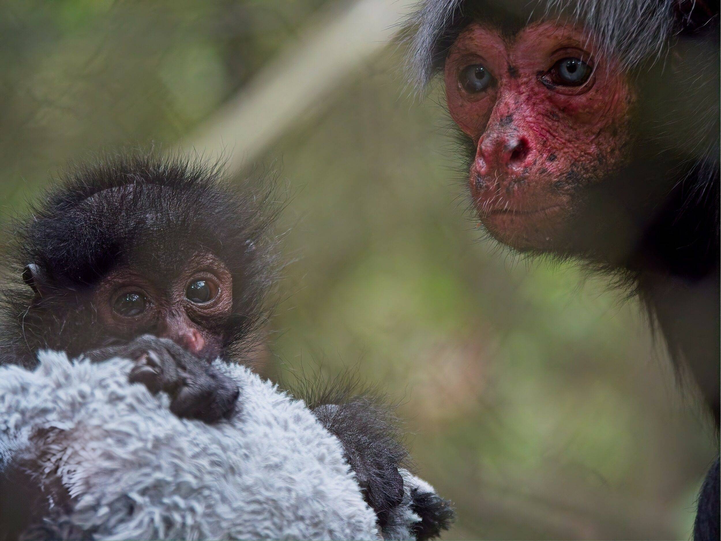 © Zoo de Guadeloupe