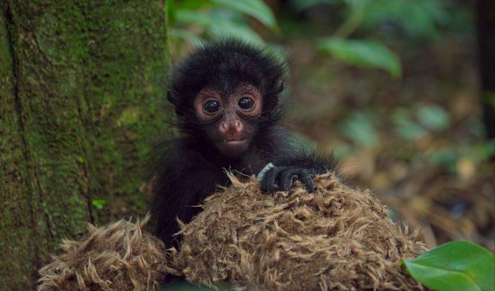 © Zoo de Guadeloupe