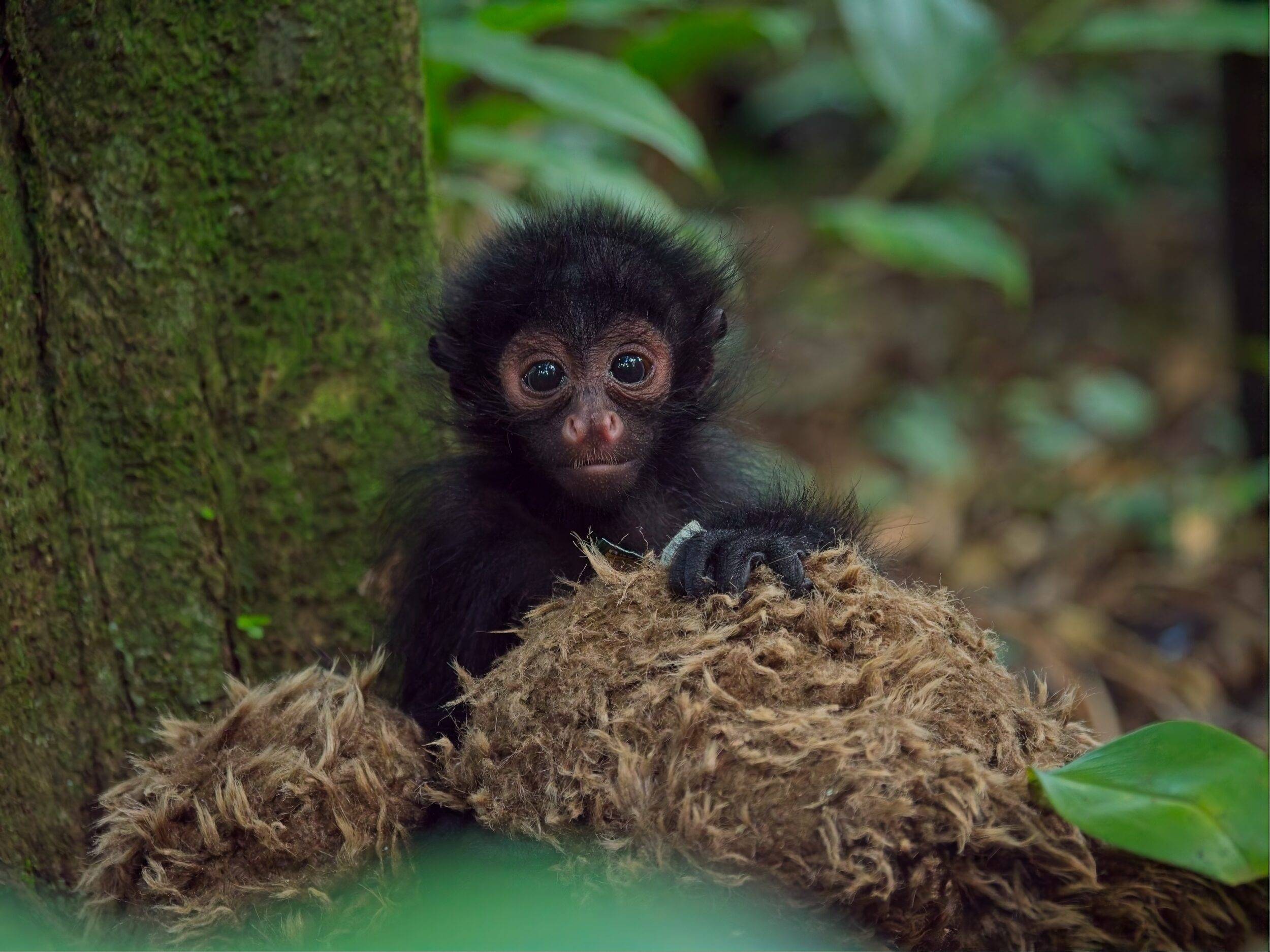 © Zoo de Guadeloupe