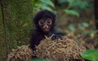 © Zoo de Guadeloupe