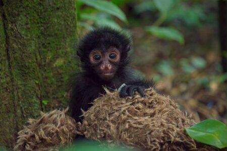 © Zoo de Guadeloupe