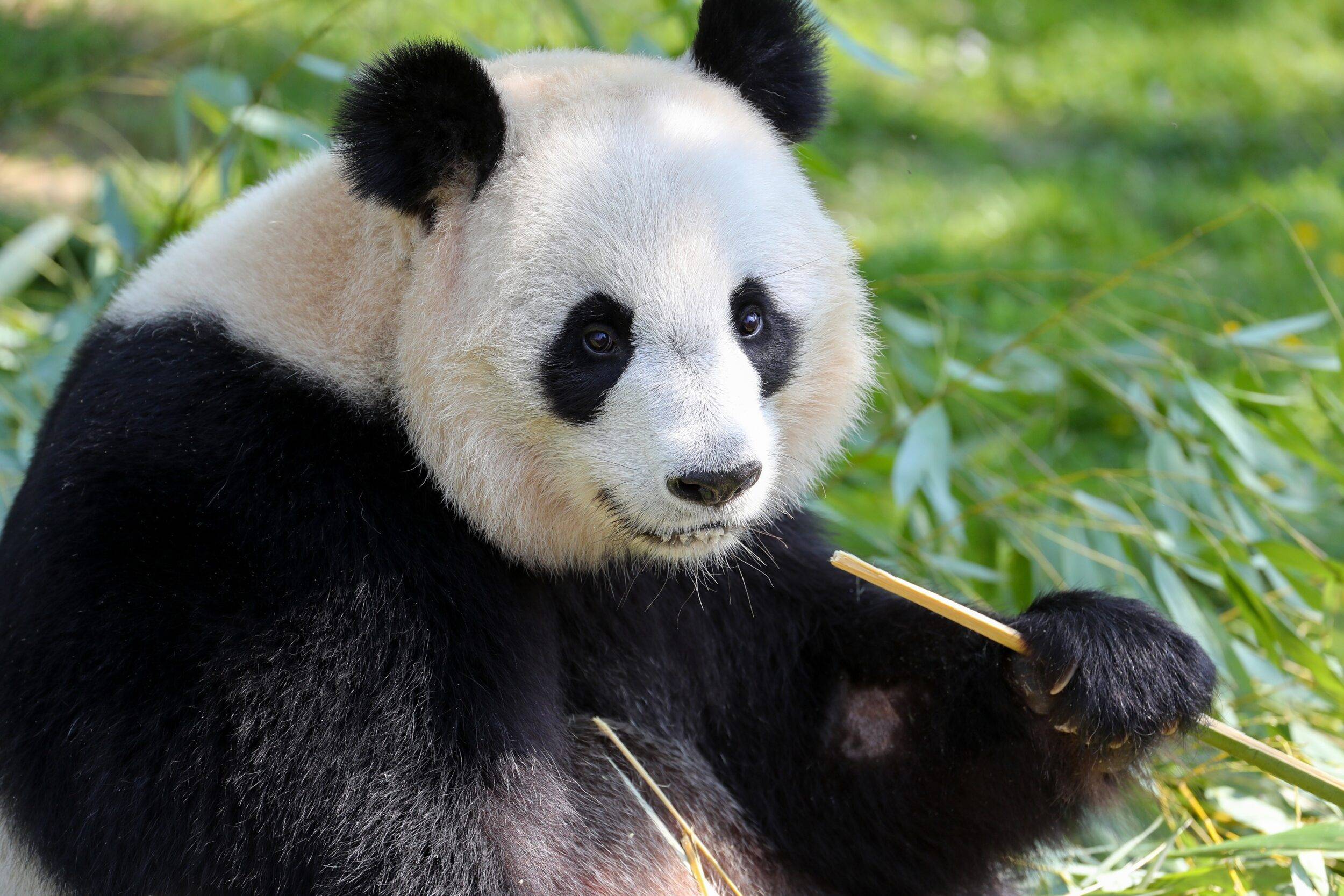 © ZooParc de Beauval