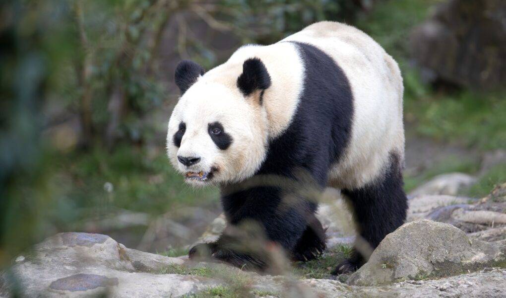 © ZooParc de Beauval