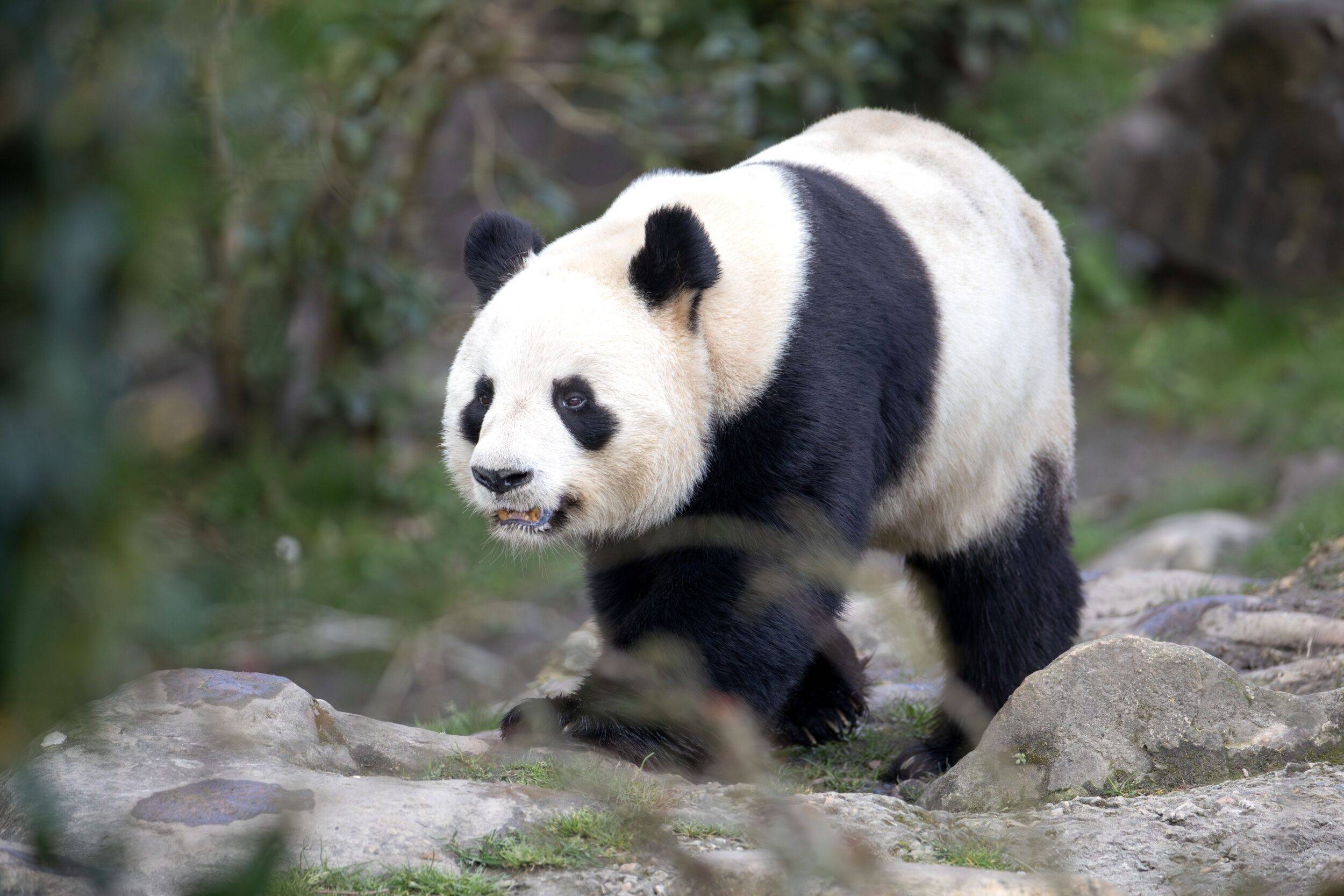 © ZooParc de Beauval