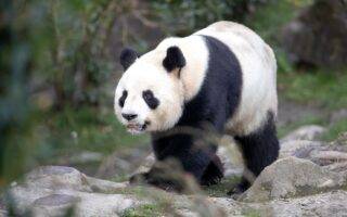 © ZooParc de Beauval