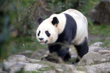 © ZooParc de Beauval