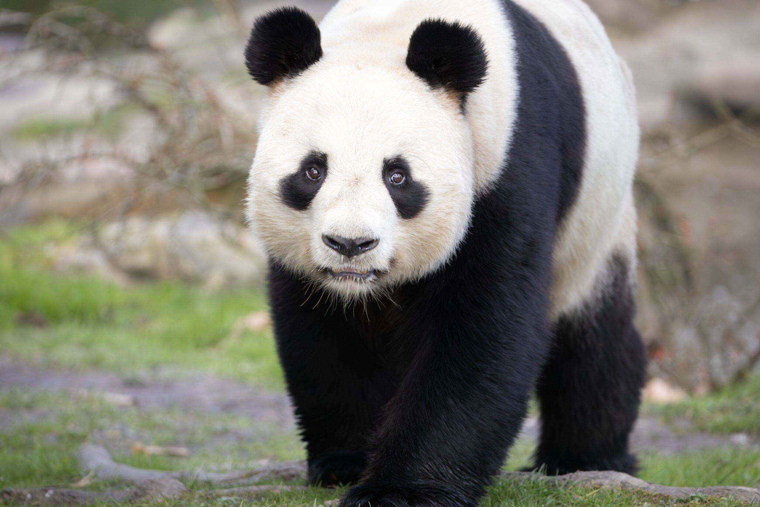 © ZooParc de Beauval