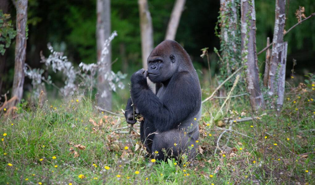 © Wow Safari Thoiry